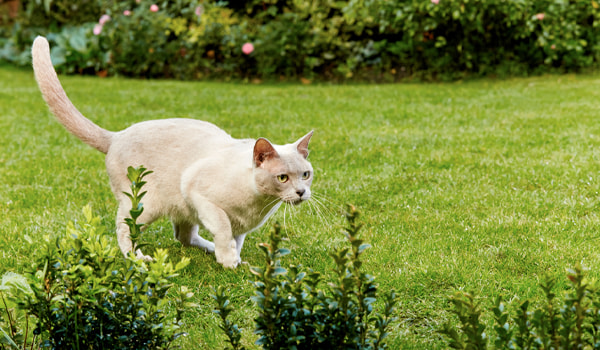 Вырубка лесов