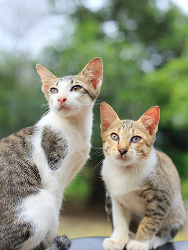 Two large eared cats sitting together