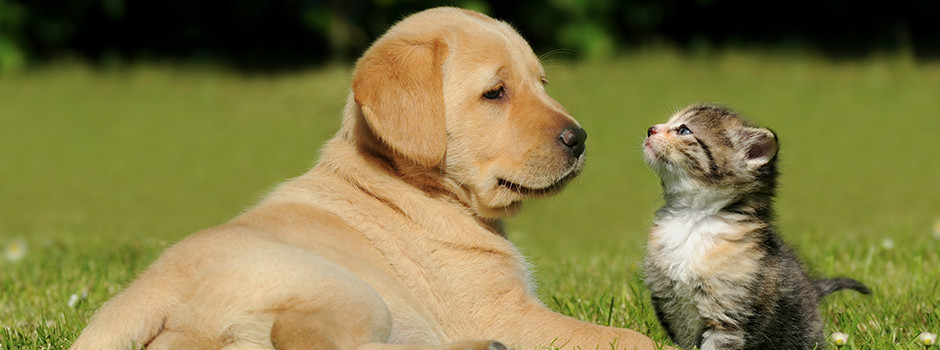 Щенок и котенок
