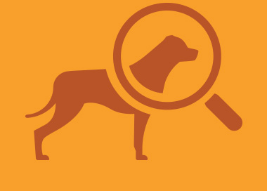 Кормление пожилой собаки