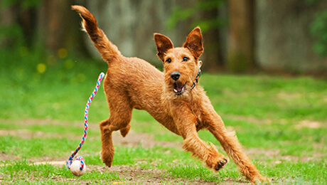Уход за собакой: распорядок дня