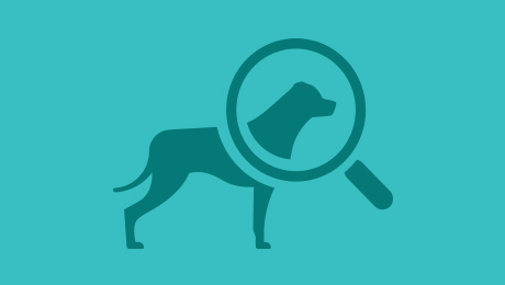 dog body condition score