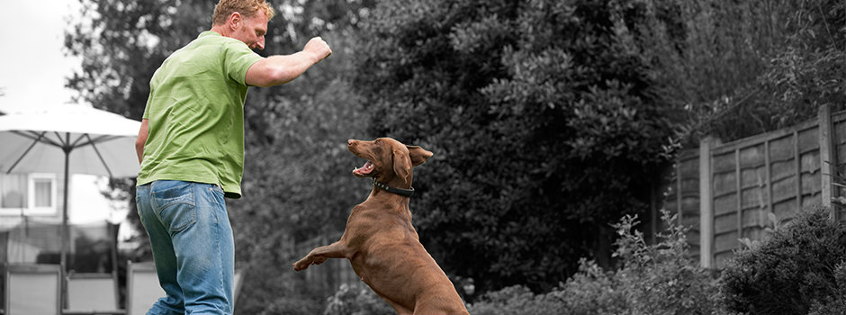 Как сделать дом и сад абсолютно безопасными для собаки