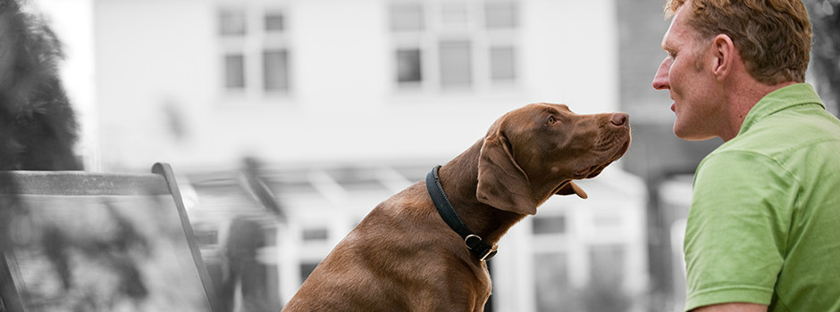 Как рассчитать сухой корм для собаки