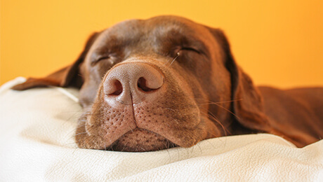 Бытовые вопросы в уходе за собакой