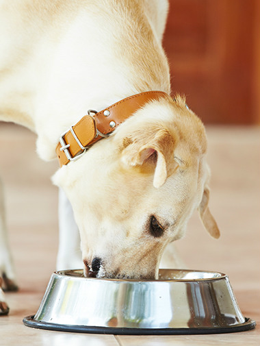 Кормление пожилой собаки