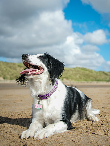 Колли на пляже