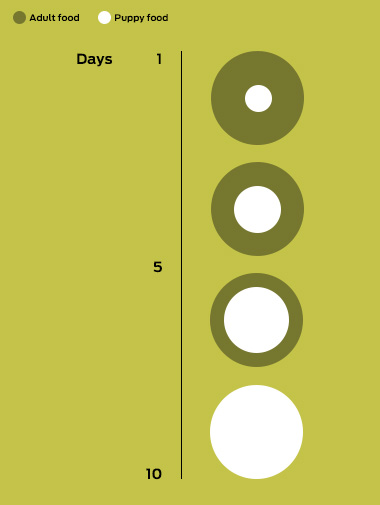 Kitten food amount diagram