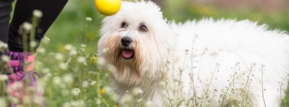 корм для собак для снижения веса и похудения