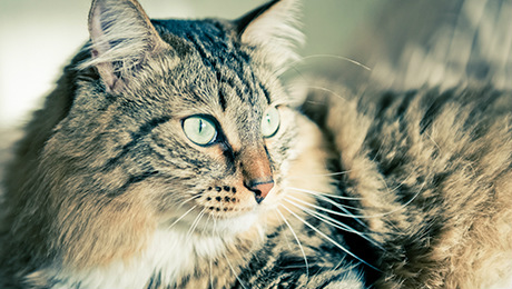 Long haired cat sitting down