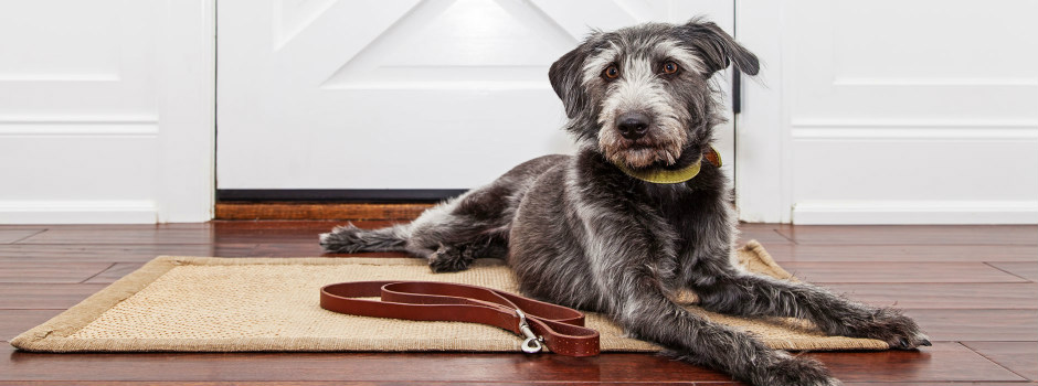 Приложение для собак