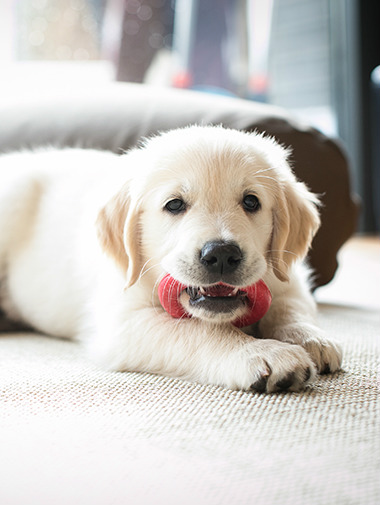 Как сделать дом абсолютно безопасным для маленького щенка