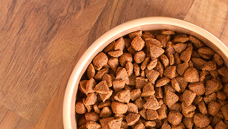 Кормление пожилой собаки