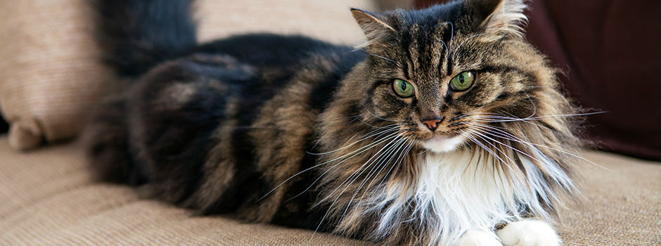 Maine Coon lying down