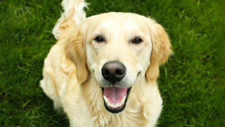 Количество корма для собак