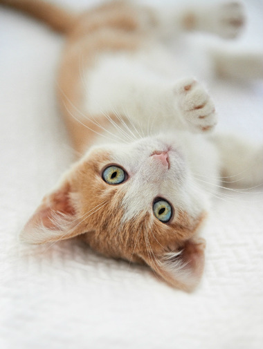 Kitten lying down