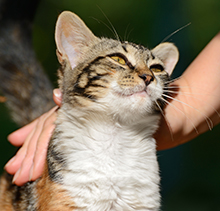 Cat being stroked
