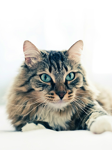 Blue eyed fluffy cat lying down