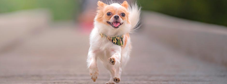 собака мелкой породы чихуахуа