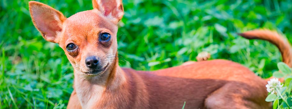 собака мелкой породы той-терьер