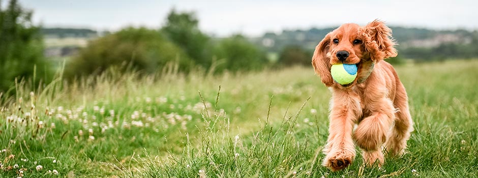 собака средней породы: американский кокер-спаниель
