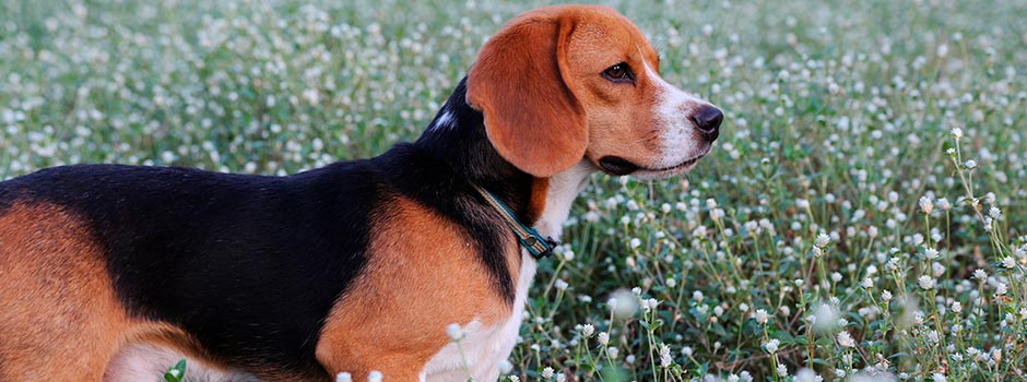 собака средней породы: американский бигль