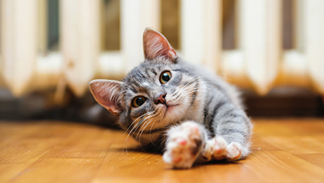 Grey kitten stretching