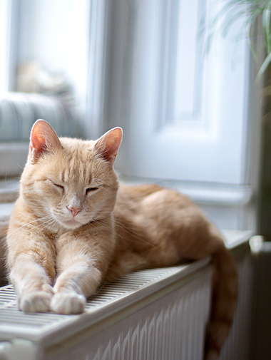 Brown kitten resting