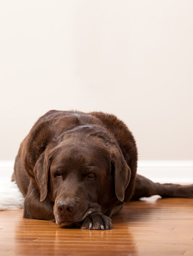 Коричневый лабрадор лежит