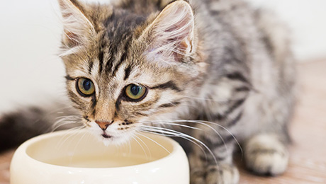 Grey kitten and water bowl