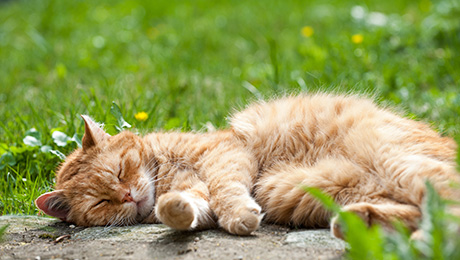 Cat sleeping outside