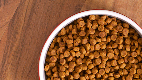 Bowl of PurinaOne chicken kitten food