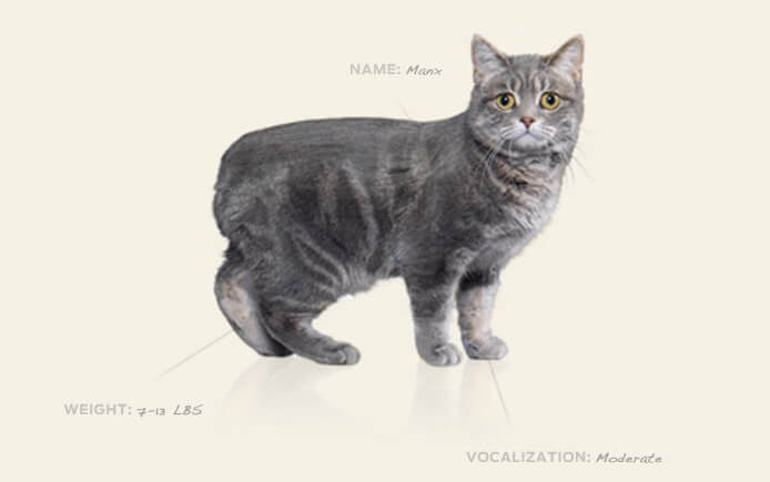 Вы завели кошку