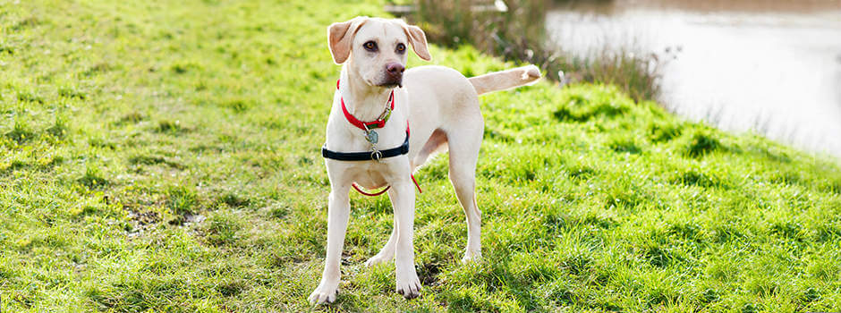 Первичный осмотр собаки