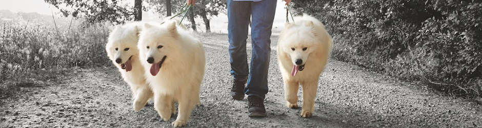 Здоровье собаки