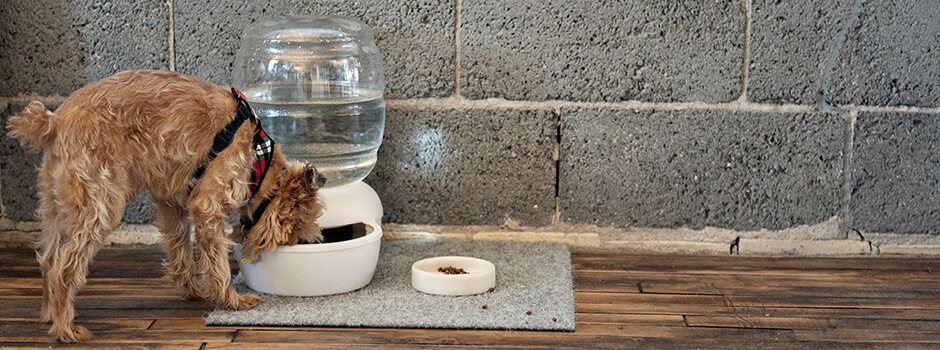 Часто задаваемые вопросы о животных на рабочем месте