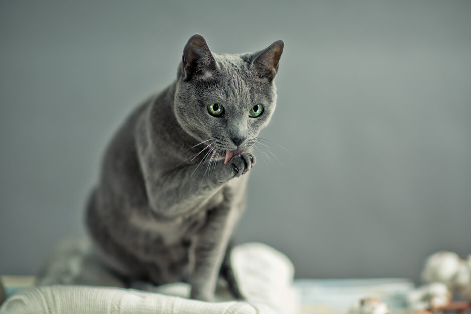 русская голубая кошка фото