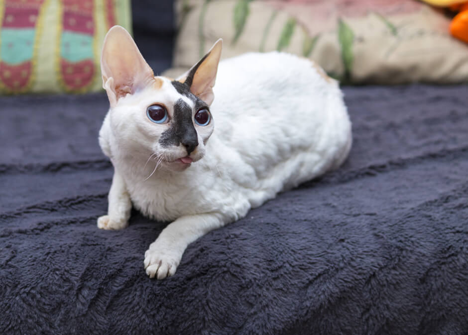 корниш-рекс фото