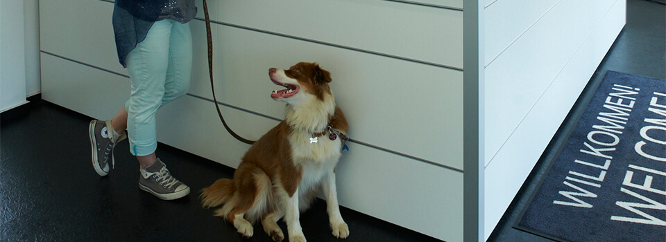 Советы по реализации инициативы «Домашние животные на рабочем месте»