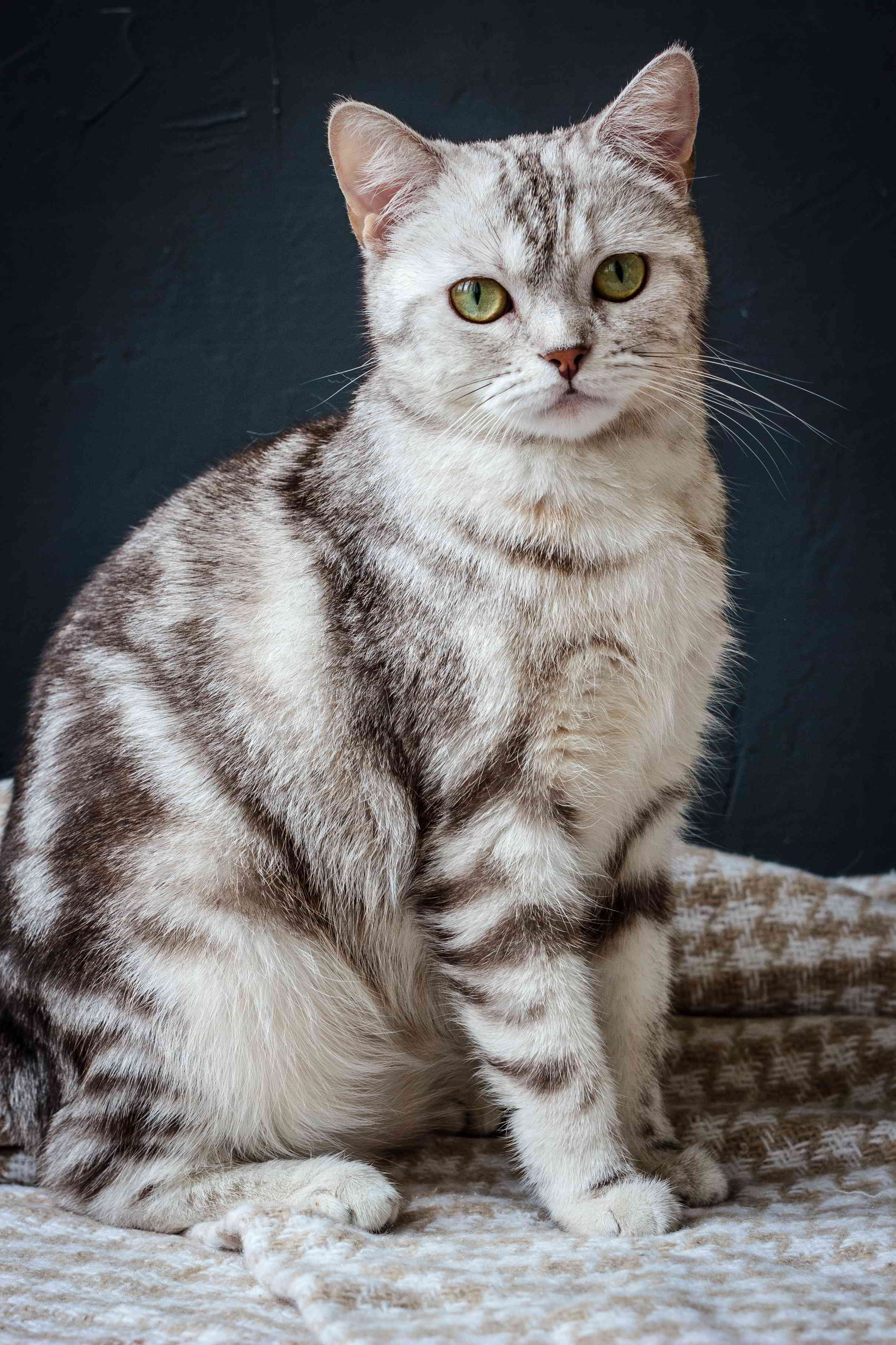 Период беременности у кошки