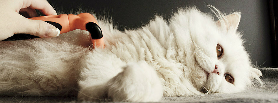 Fluffy white kitten being groomed