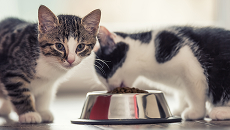 Как правильно кормить котенка?