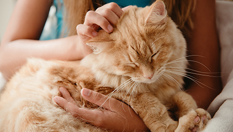 Кошка на руках