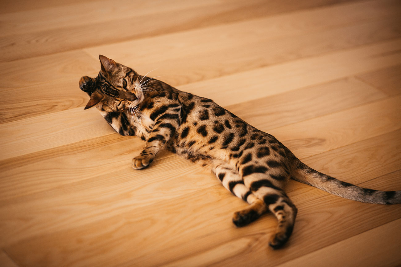 Бенгальская кошка фото