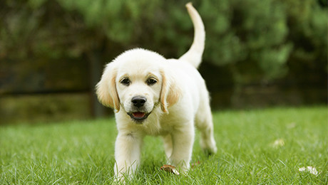 Щенок лабрадора