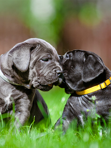 два щенка мастифа