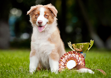 Кинологическая федерация