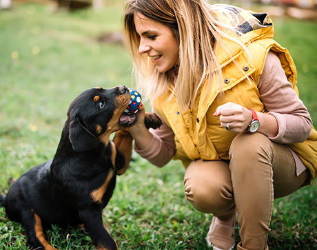советы по воспитанию собак
