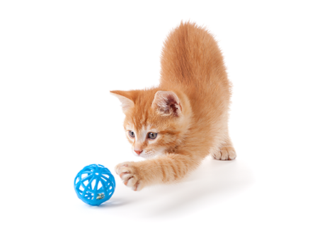 Рыжий котенок