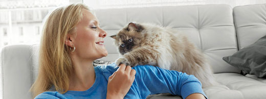 Уход за кошкой, достигшей пожилого возраста